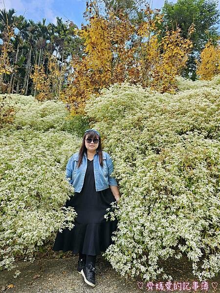 台中新社.桃李河畔景觀餐廳 (白雪木 / 黃金楓 / 萬壽菊 台中新社.桃李河畔景觀餐廳 (白雪木 / 黃金楓 / 萬壽菊