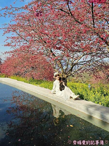 南投水里．阿本農場櫻花園 (櫻花 /油菜花)