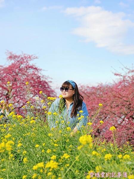 南投水里．阿本農場櫻花園 (櫻花 /油菜花)