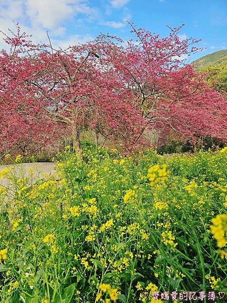 南投水里．阿本農場櫻花園 (櫻花 /油菜花)