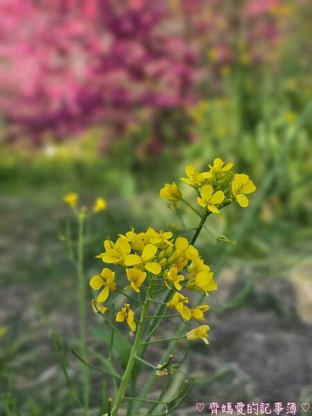 南投水里．阿本農場櫻花園 (櫻花 /油菜花)