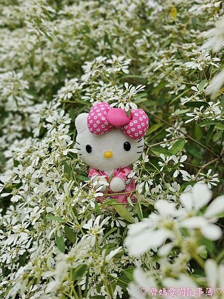 台中新社.桃李河畔景觀餐廳 (白雪木 / 黃金楓 / 萬壽菊 台中新社.桃李河畔景觀餐廳 (白雪木 / 黃金楓 / 萬壽菊