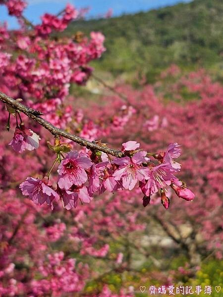 南投水里．阿本農場櫻花園 (櫻花 /油菜花)