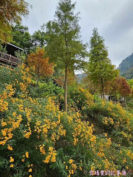 台中新社.桃李河畔景觀餐廳 (白雪木 / 黃金楓 / 萬壽菊 台中新社.桃李河畔景觀餐廳 (白雪木 / 黃金楓 / 萬壽菊