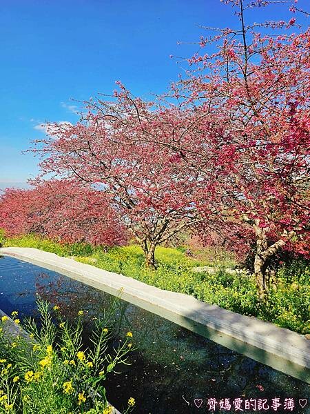 南投水里．阿本農場櫻花園 (櫻花 /油菜花)