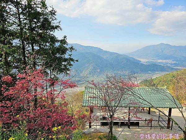 南投水里．阿本農場櫻花園 (櫻花 /油菜花)