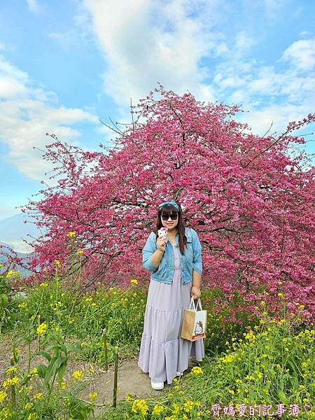 南投水里．阿本農場櫻花園 (櫻花 /油菜花)