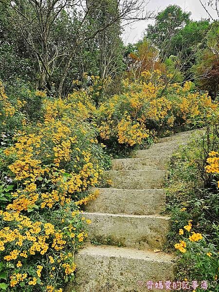 台中新社.桃李河畔景觀餐廳 (白雪木 / 黃金楓 / 萬壽菊 台中新社.桃李河畔景觀餐廳 (白雪木 / 黃金楓 / 萬壽菊