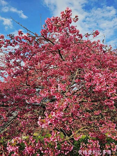 南投水里．阿本農場櫻花園 (櫻花 /油菜花)