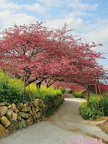 南投水里．阿本農場櫻花園 (櫻花 /油菜花)