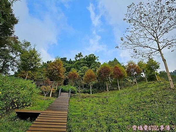 台中新社.桃李河畔景觀餐廳 (白雪木 / 黃金楓 / 萬壽菊 台中新社.桃李河畔景觀餐廳 (白雪木 / 黃金楓 / 萬壽菊