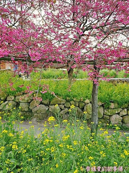 南投水里．阿本農場櫻花園 (櫻花 /油菜花)