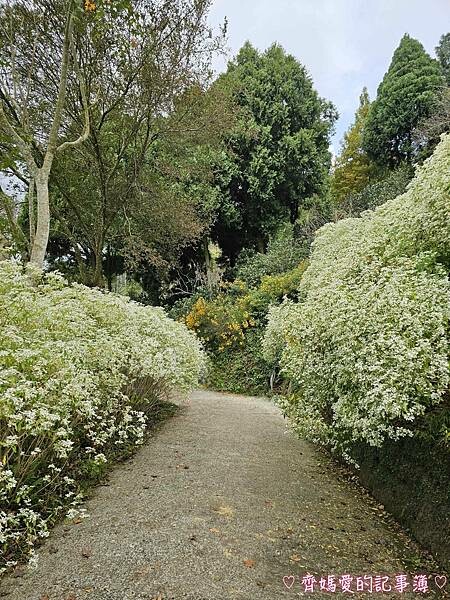 台中新社.桃李河畔景觀餐廳 (白雪木 / 黃金楓 / 萬壽菊 台中新社.桃李河畔景觀餐廳 (白雪木 / 黃金楓 / 萬壽菊