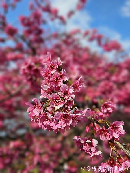 南投水里．阿本農場櫻花園 (櫻花 /油菜花)