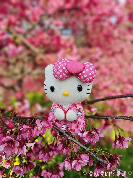 南投水里．阿本農場櫻花園 (櫻花 /油菜花)