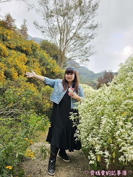 台中新社.桃李河畔景觀餐廳 (白雪木 / 黃金楓 / 萬壽菊 台中新社.桃李河畔景觀餐廳 (白雪木 / 黃金楓 / 萬壽菊