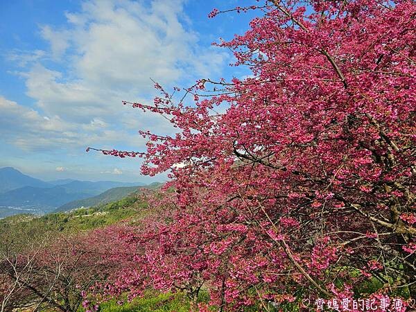 南投水里．阿本農場櫻花園 (櫻花 /油菜花)