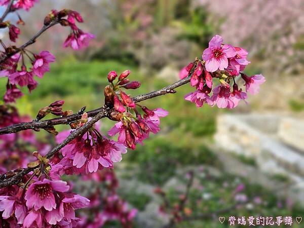 南投水里．阿本農場櫻花園 (櫻花 /油菜花)