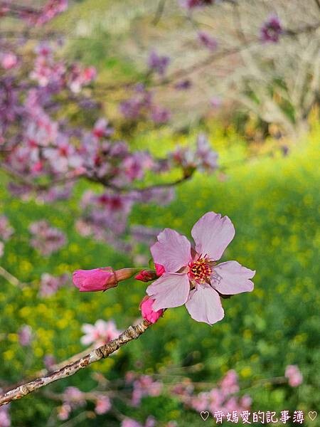 南投水里．阿本農場櫻花園 (櫻花 /油菜花)