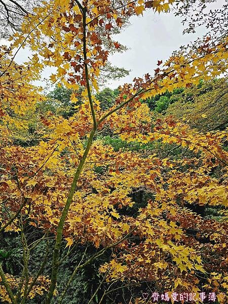 台中新社.桃李河畔景觀餐廳 (白雪木 / 黃金楓 / 萬壽菊 台中新社.桃李河畔景觀餐廳 (白雪木 / 黃金楓 / 萬壽菊