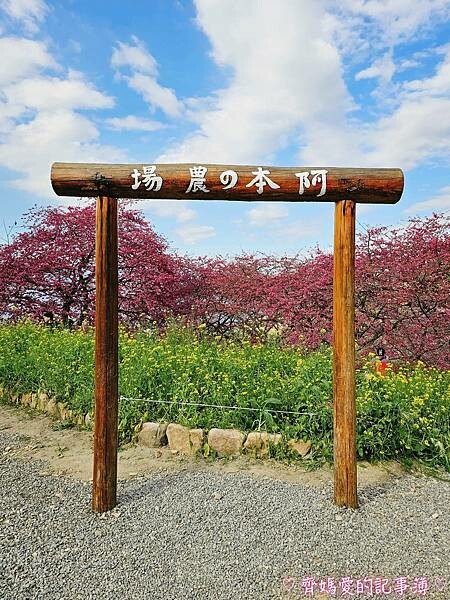 南投水里．阿本農場櫻花園 (櫻花 /油菜花)