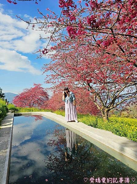 南投水里．阿本農場櫻花園 (櫻花 /油菜花)
