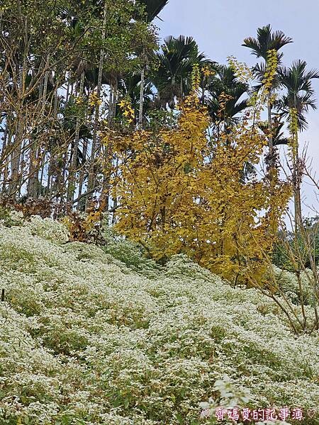 台中新社.桃李河畔景觀餐廳 (白雪木 / 黃金楓 / 萬壽菊 台中新社.桃李河畔景觀餐廳 (白雪木 / 黃金楓 / 萬壽菊