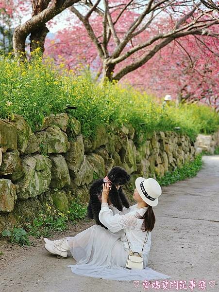 南投水里．阿本農場櫻花園 (櫻花 /油菜花)
