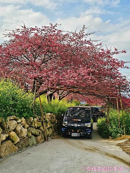南投水里．阿本農場櫻花園 (櫻花 /油菜花)