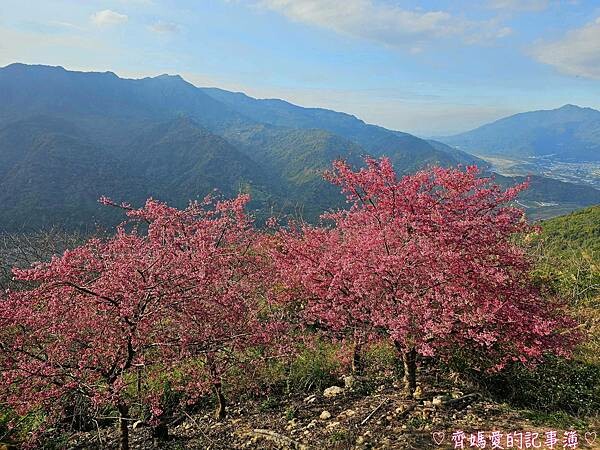 南投水里．阿本農場櫻花園 (櫻花 /油菜花)