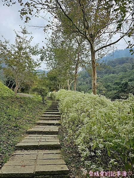 台中新社.桃李河畔景觀餐廳 (白雪木 / 黃金楓 / 萬壽菊 台中新社.桃李河畔景觀餐廳 (白雪木 / 黃金楓 / 萬壽菊
