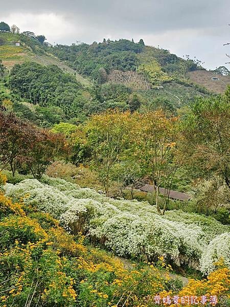 台中新社.桃李河畔景觀餐廳 (白雪木 / 黃金楓 / 萬壽菊 台中新社.桃李河畔景觀餐廳 (白雪木 / 黃金楓 / 萬壽菊
