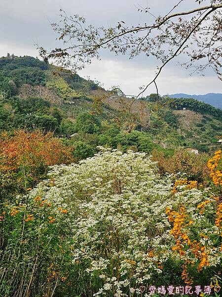 台中新社.桃李河畔景觀餐廳 (白雪木 / 黃金楓 / 萬壽菊 台中新社.桃李河畔景觀餐廳 (白雪木 / 黃金楓 / 萬壽菊
