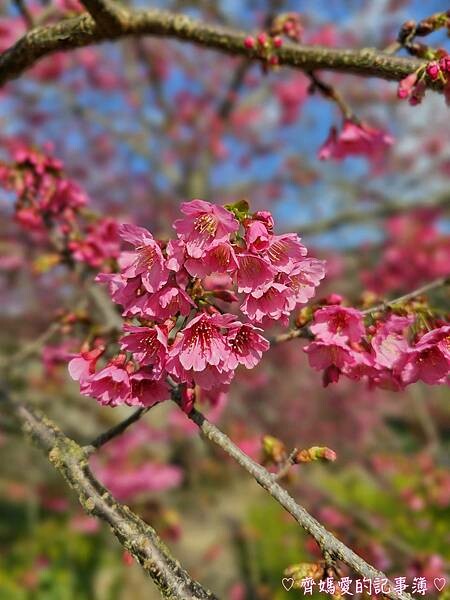 南投水里．阿本農場櫻花園 (櫻花 /油菜花)