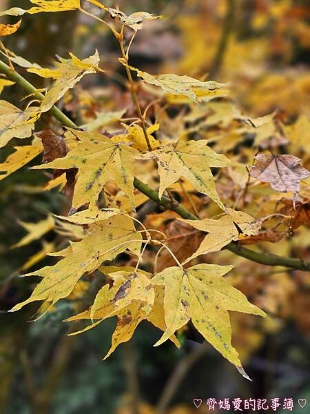 台中新社.桃李河畔景觀餐廳 (白雪木 / 黃金楓 / 萬壽菊 台中新社.桃李河畔景觀餐廳 (白雪木 / 黃金楓 / 萬壽菊