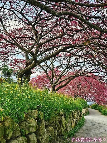 南投水里．阿本農場櫻花園 (櫻花 /油菜花)
