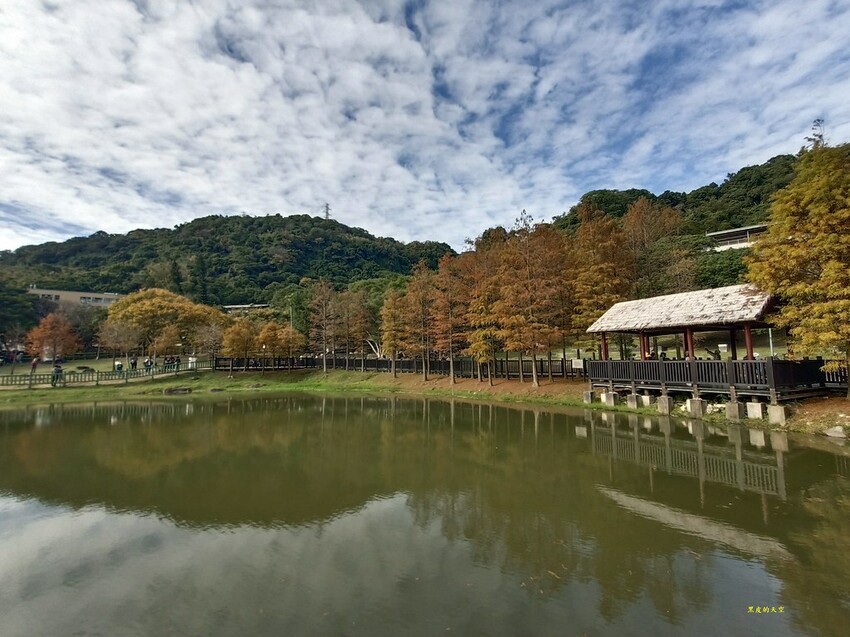 【雙北落羽松】大眾交通工具一日遊 2024 0117雙北落羽松一日漫遊011