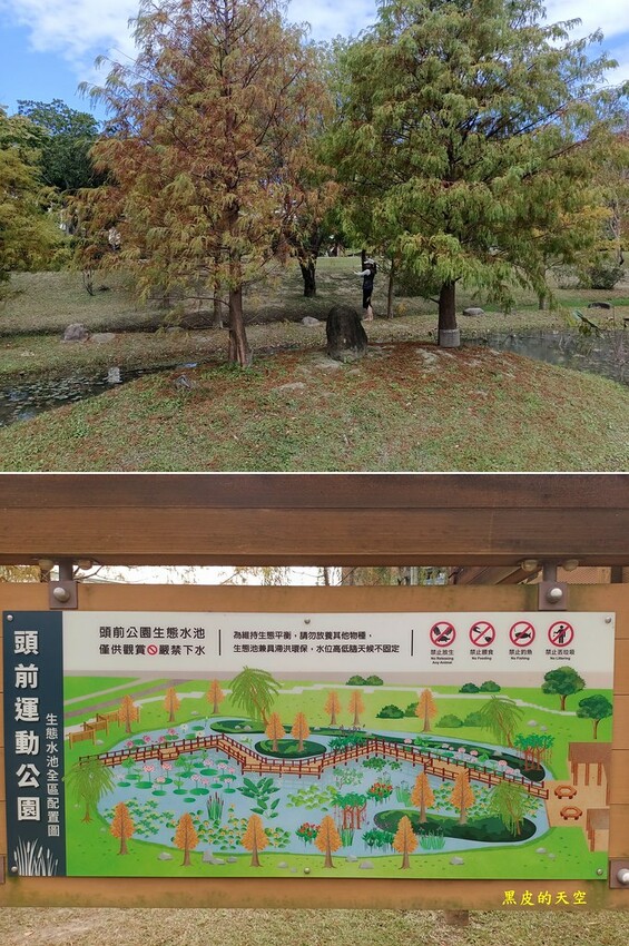 【雙北落羽松】大眾交通工具一日遊 2024 0117雙北落羽松一日漫遊004