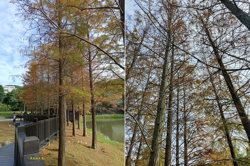 【雙北落羽松】大眾交通工具一日遊 2024 0117雙北落羽松一日漫遊010