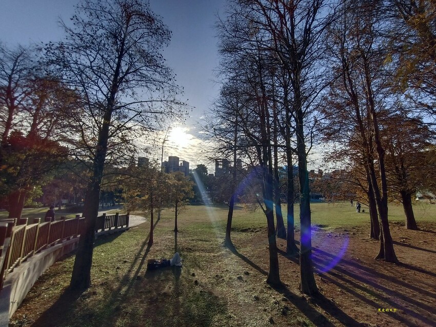 【雙北落羽松】大眾交通工具一日遊 2024 0117雙北落羽松一日漫遊015