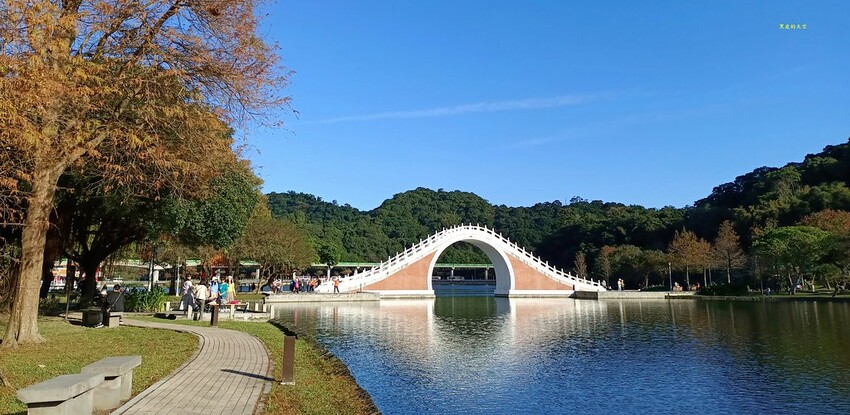 【雙北落羽松】大眾交通工具一日遊 2024 0117雙北落羽松一日漫遊014