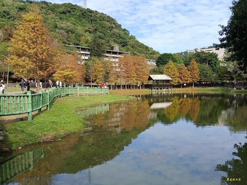 【雙北落羽松】大眾交通工具一日遊 2024 0117雙北落羽松一日漫遊008