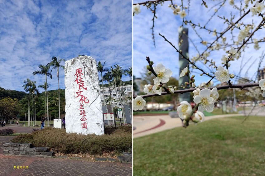 【雙北落羽松】大眾交通工具一日遊 2024 0117雙北落羽松一日漫遊007