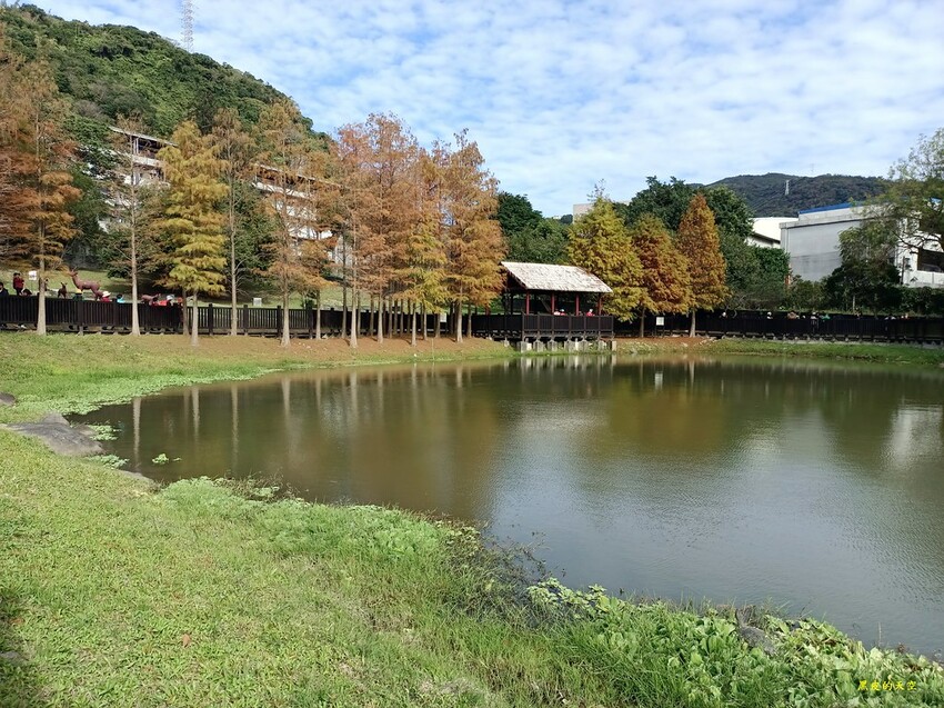 【雙北落羽松】大眾交通工具一日遊 2024 0117雙北落羽松一日漫遊009