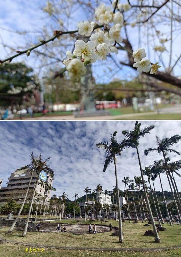 【雙北落羽松】大眾交通工具一日遊 2024 0117雙北落羽松一日漫遊006