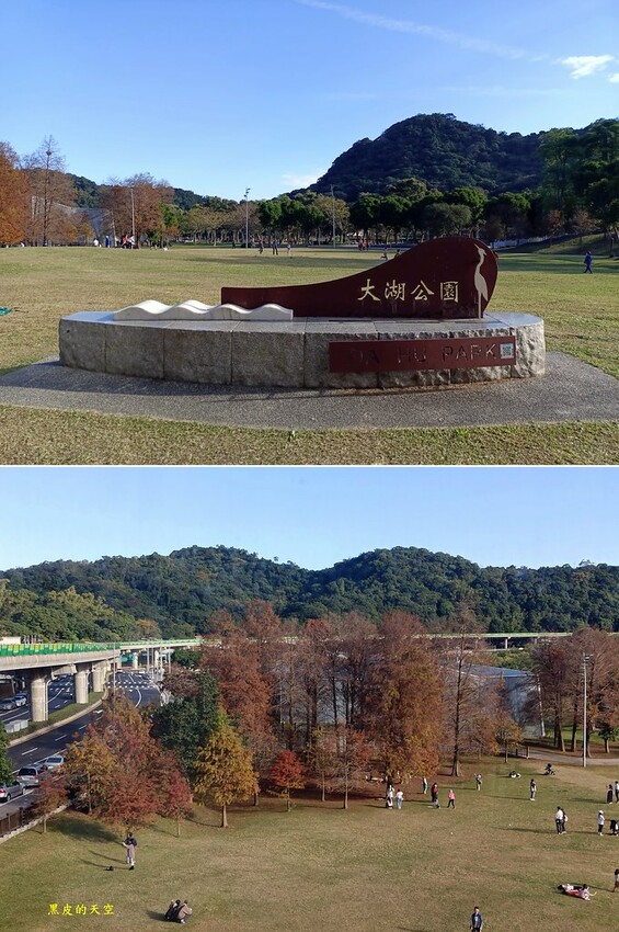 【雙北落羽松】大眾交通工具一日遊 2024 0117雙北落羽松一日漫遊012