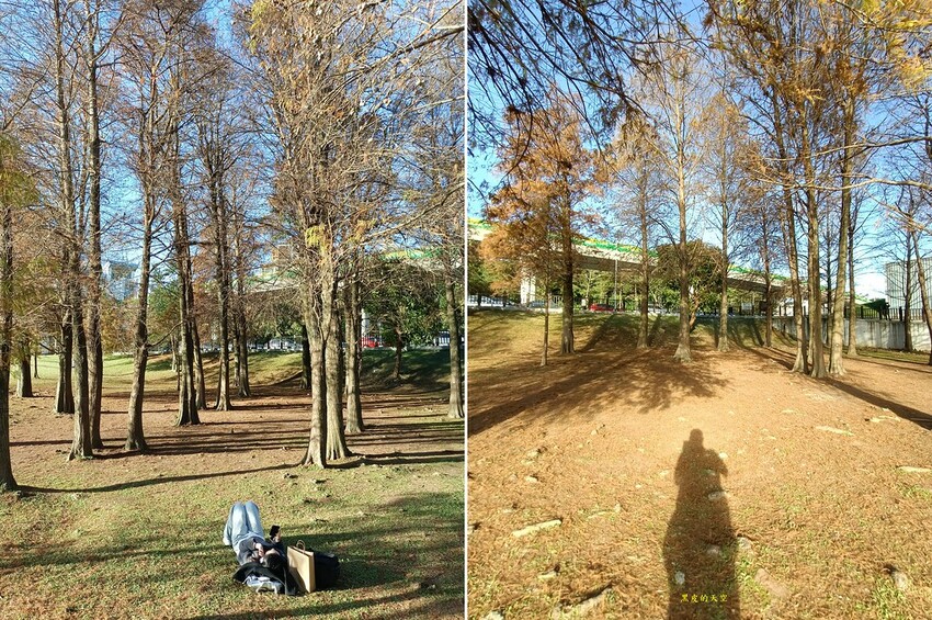 【雙北落羽松】大眾交通工具一日遊 2024 0117雙北落羽松一日漫遊013