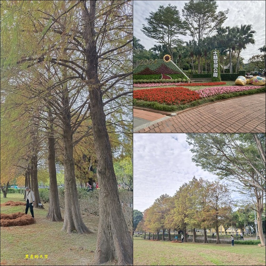 【雙北落羽松】大眾交通工具一日遊 2024 0117雙北落羽松一日漫遊005