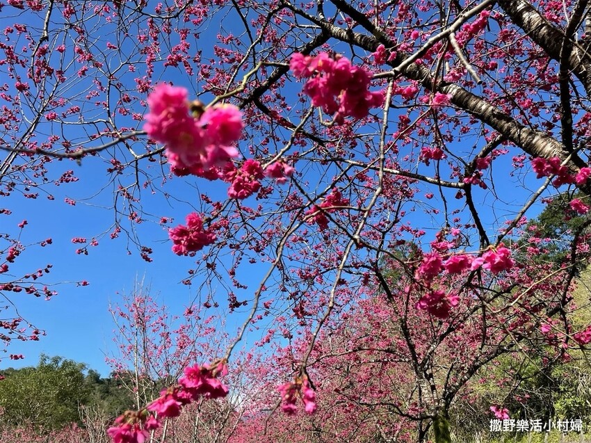 宜蘭賞櫻景點》台七丙線【櫻花公路】一路粉紅浪漫
