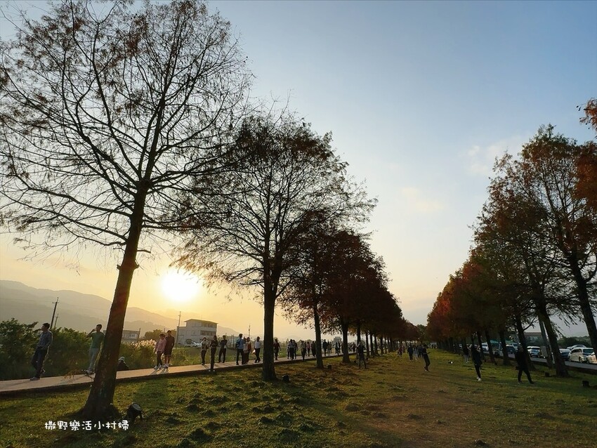 潺潺流水安農溪畔,最唯美的落羽松林|宜蘭三星景點